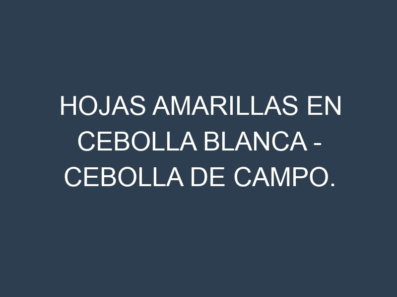 Hojas amarillas en Cebolla blanca – Cebolla de campo. Manchas amarillas en Cebolla blanca – Cebolla de campo
