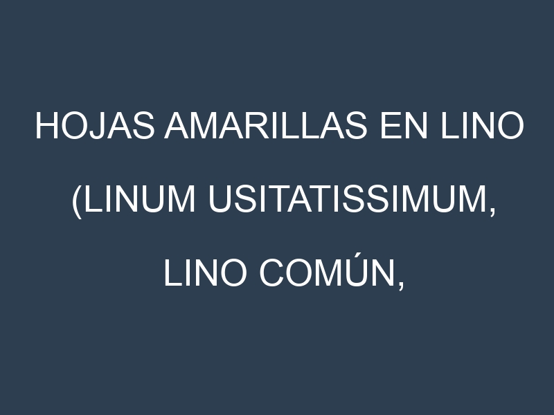 Hojas amarillas en Lino (Linum usitatissimum, Lino común, Lino dorado). Manchas amarillas en Lino (Linum usitatissimum, Lino común, Lino dorado)