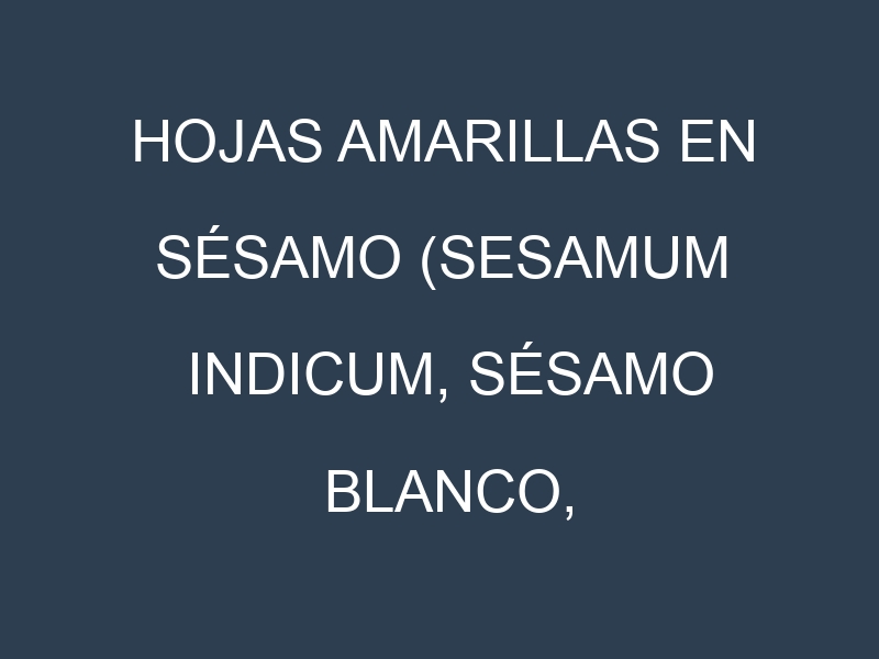 Hojas amarillas en Sésamo (Sesamum indicum, Sésamo blanco, Sésamo negro). Manchas amarillas en Sésamo (Sesamum indicum, Sésamo blanco, Sésamo negro)
