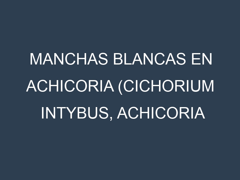 Manchas blancas en Achicoria (Cichorium intybus, Achicoria amarga, Achicoria de hoja). Manchas hojas blancas en Achicoria (Cichorium intybus, Achicoria amarga, Achicoria de hoja).