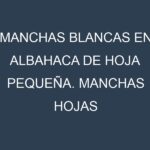Manchas blancas en Albahaca de hoja pequeña. Manchas hojas blancas en Albahaca de hoja pequeña.
