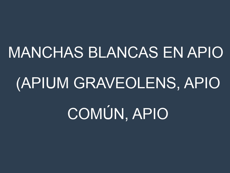 Manchas blancas en Apio (Apium graveolens, Apio común, Apio de hoja). Manchas hojas blancas en Apio (Apium graveolens, Apio común, Apio de hoja).