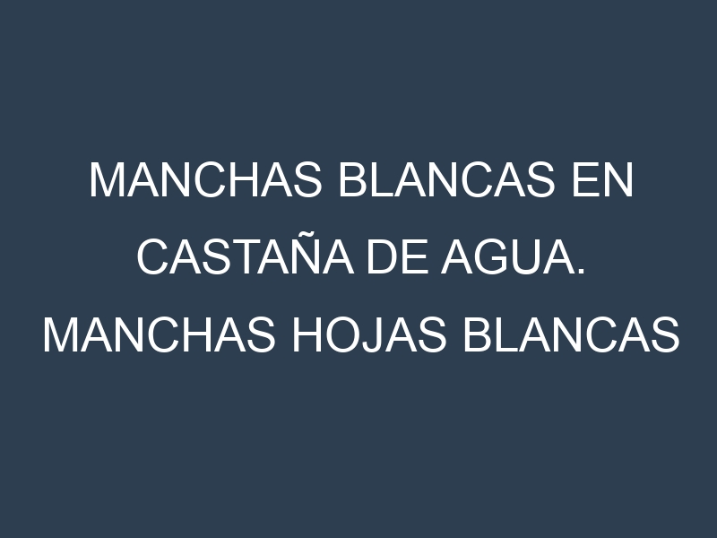 Manchas blancas en Castaña de agua. Manchas hojas blancas en Castaña de agua.