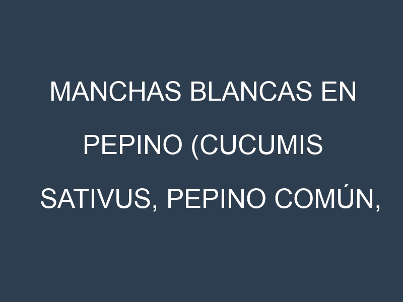 Manchas blancas en Pepino (Cucumis sativus, Pepino común, Pepino de campo). Manchas hojas blancas en Pepino (Cucumis sativus, Pepino común, Pepino de campo).