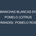 Manchas blancas en Pomelo (Citrus paradisi, Pomelo rosa, Pomelo blanco). Manchas hojas blancas en Pomelo (Citrus paradisi, Pomelo rosa, Pomelo blanco).