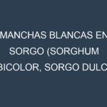 Manchas blancas en Sorgo (Sorghum bicolor, Sorgo dulce, Sorgo forrajero). Manchas hojas blancas en Sorgo (Sorghum bicolor, Sorgo dulce, Sorgo forrajero).