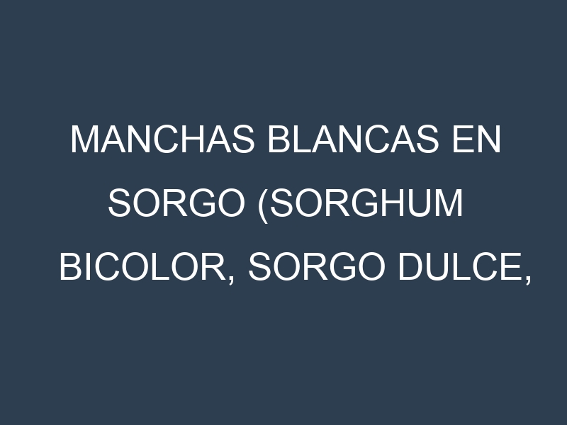 Manchas blancas en Sorgo (Sorghum bicolor, Sorgo dulce, Sorgo forrajero). Manchas hojas blancas en Sorgo (Sorghum bicolor, Sorgo dulce, Sorgo forrajero).