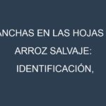 Manchas en las hojas de Arroz salvaje: Identificación, Causas y Estrategias de Control Efectivo