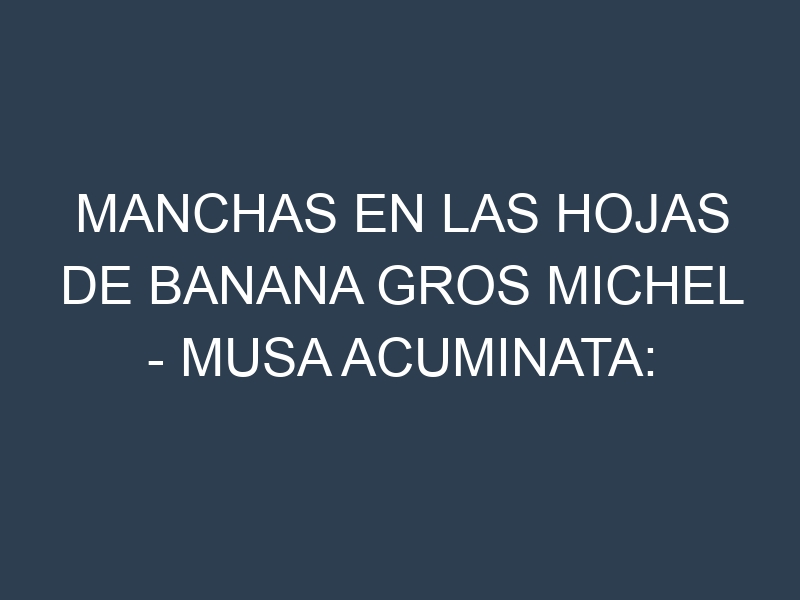 Manchas en las hojas de Banana Gros Michel – Musa acuminata: Identificación, Causas y Estrategias de Control Efectivo