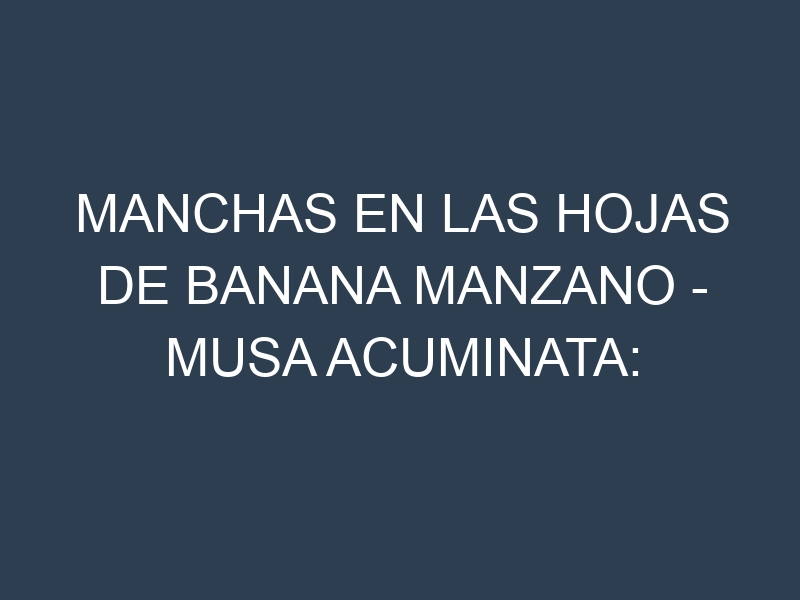 Manchas en las hojas de Banana Manzano – Musa acuminata: Identificación, Causas y Estrategias de Control Efectivo