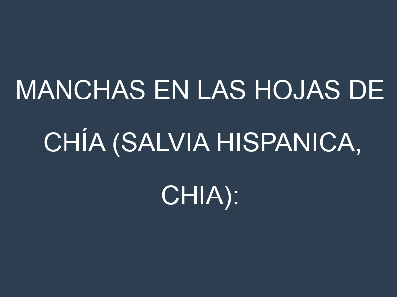Manchas en las hojas de Chía (Salvia hispanica, chia): Identificación, Causas y Estrategias de Control Efectivo