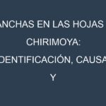 Manchas en las hojas de Chirimoya: Identificación, Causas y Estrategias de Control Efectivo