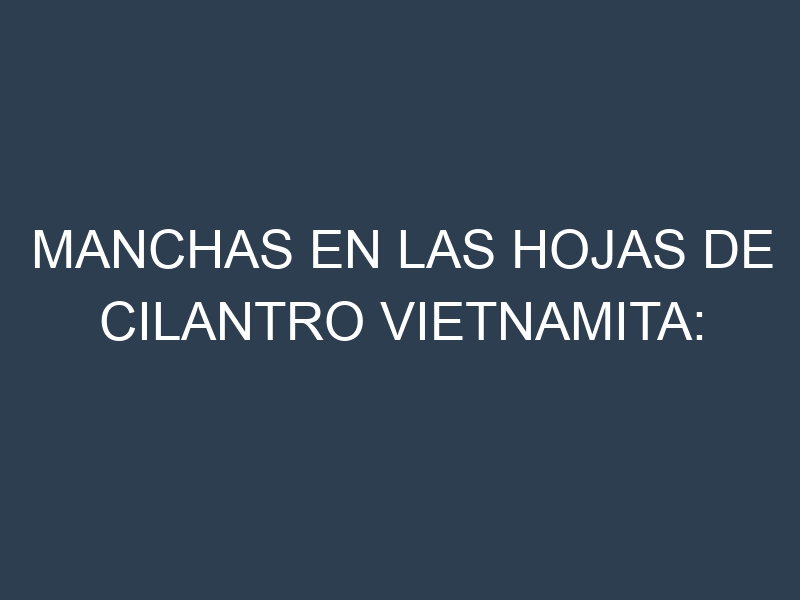 Manchas en las hojas de Cilantro vietnamita: Identificación, Causas y Estrategias de Control Efectivo