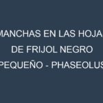 Manchas en las hojas de Frijol negro pequeño – Phaseolus vulgaris: Identificación, Causas y Estrategias de Control Efectivo