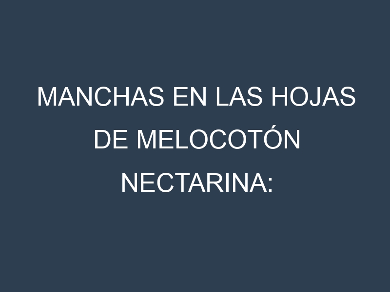 Manchas en las hojas de Melocotón nectarina: Identificación, Causas y Estrategias de Control Efectivo