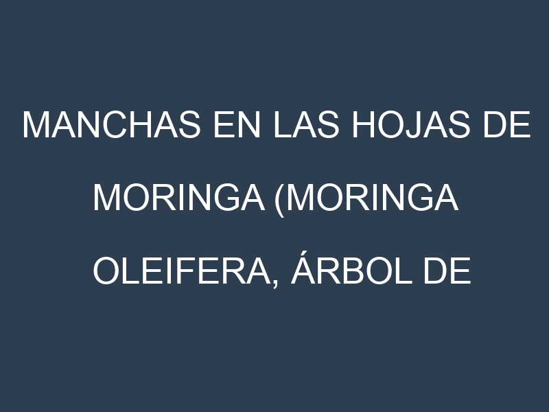 Manchas en las hojas de Moringa (Moringa oleifera, árbol de la vida): Identificación, Causas y Estrategias de Control Efectivo