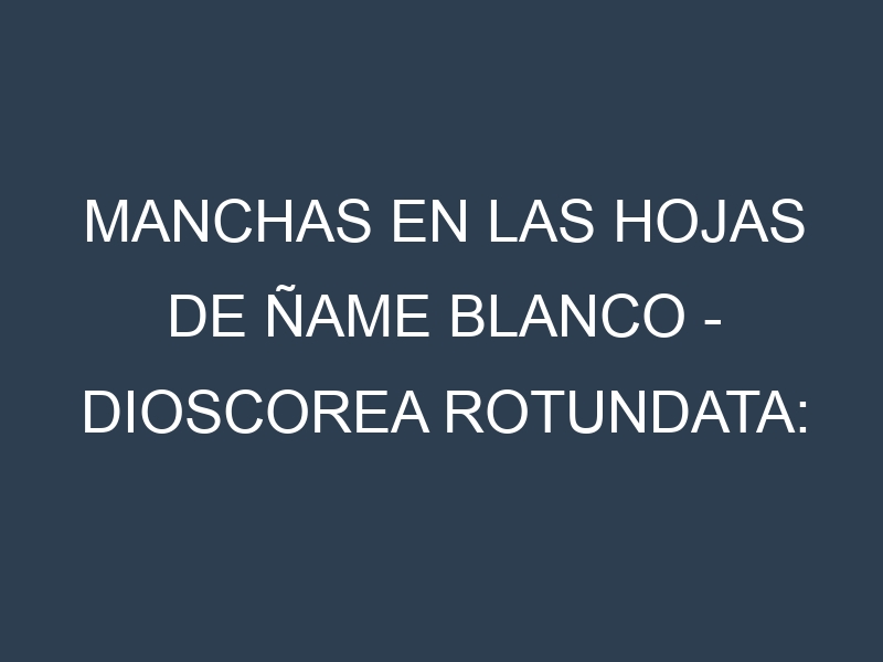 Manchas en las hojas de Ñame Blanco – Dioscorea rotundata: Identificación, Causas y Estrategias de Control Efectivo