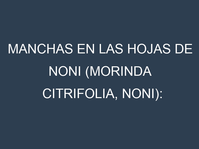 Manchas en las hojas de Noni (Morinda citrifolia, noni): Identificación, Causas y Estrategias de Control Efectivo