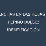 Manchas en las hojas de Pepino dulce: Identificación, Causas y Estrategias de Control Efectivo