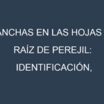 Manchas en las hojas de Raíz de perejil: Identificación, Causas y Estrategias de Control Efectivo