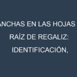 Manchas en las hojas de Raíz de regaliz: Identificación, Causas y Estrategias de Control Efectivo