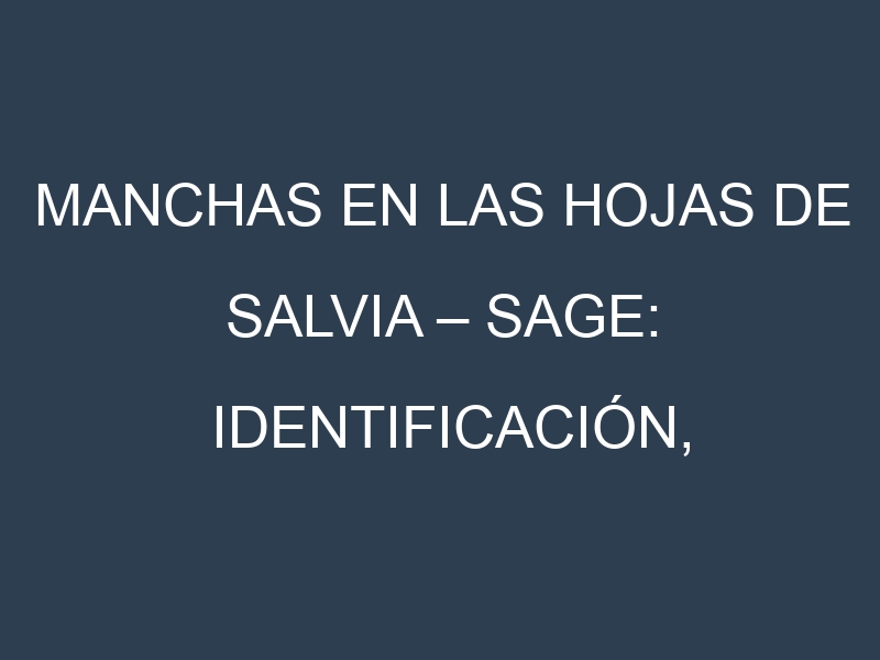 Manchas en las hojas de Salvia – Sage: Identificación, Causas y Estrategias de Control Efectivo