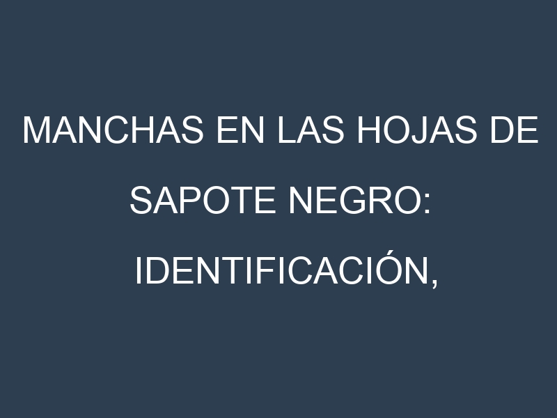 Manchas en las hojas de Sapote negro: Identificación, Causas y Estrategias de Control Efectivo