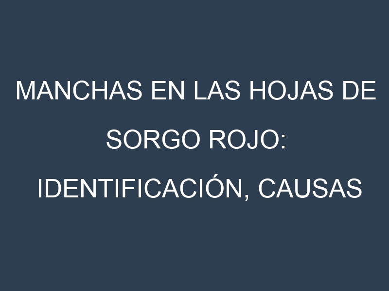 Manchas en las hojas de Sorgo rojo: Identificación, Causas y Estrategias de Control Efectivo