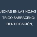 Manchas en las hojas de Trigo sarraceno: Identificación, Causas y Estrategias de Control Efectivo