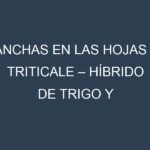 Manchas en las hojas de Triticale – Híbrido de trigo y centeno: Identificación, Causas y Estrategias de Control Efectivo