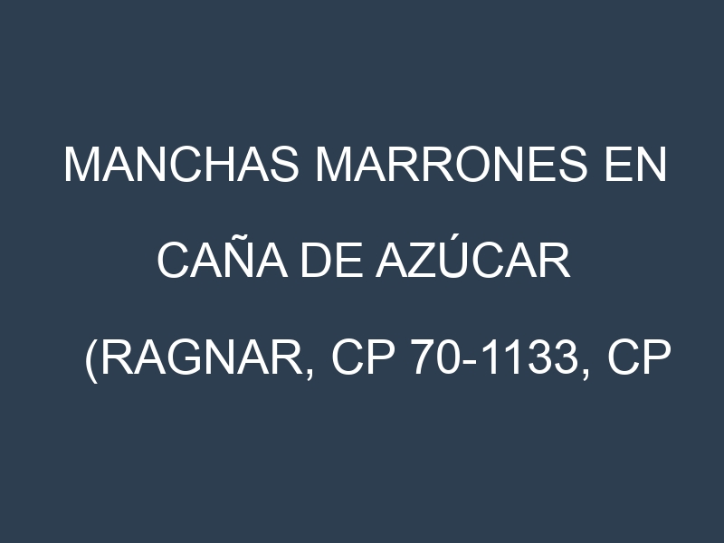 Manchas Marrones en Caña de azúcar (Ragnar, CP 70-1133, CP 72-2086). Hojas con manchas marrones en Caña de azúcar (Ragnar, CP 70-1133, CP 72-2086).