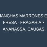 Manchas marrones en Fresa – Fragaria × ananassa. Causas, Prevención y Soluciones