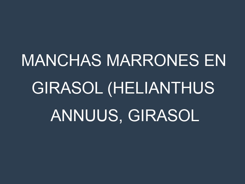Manchas Marrones en Girasol (Helianthus annuus, Girasol común, Girasol gigante). Hojas con manchas marrones en Girasol (Helianthus annuus, Girasol común, Girasol gigante).