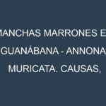Manchas marrones en Guanábana – Annona muricata. Causas, Prevención y Soluciones