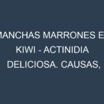 Manchas marrones en Kiwi – Actinidia deliciosa. Causas, Prevención y Soluciones
