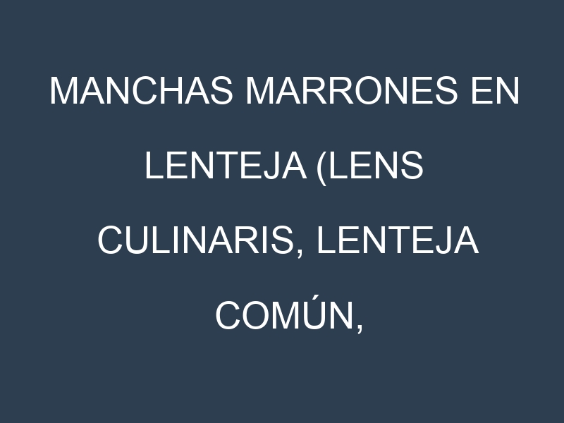 Manchas Marrones en Lenteja (Lens culinaris, Lenteja común, Lenteja roja). Hojas con manchas marrones en Lenteja (Lens culinaris, Lenteja común, Lenteja roja).