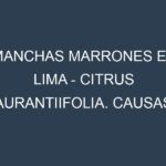 Manchas marrones en Lima – Citrus aurantiifolia. Causas, Prevención y Soluciones