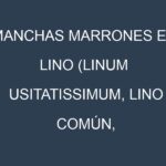 Manchas Marrones en Lino (Linum usitatissimum, Lino común, Lino dorado). Hojas con manchas marrones en Lino (Linum usitatissimum, Lino común, Lino dorado).