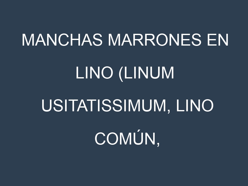 Manchas Marrones en Lino (Linum usitatissimum, Lino común, Lino dorado). Hojas con manchas marrones en Lino (Linum usitatissimum, Lino común, Lino dorado).