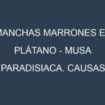 Manchas marrones en Plátano – Musa paradisiaca. Causas, Prevención y Soluciones