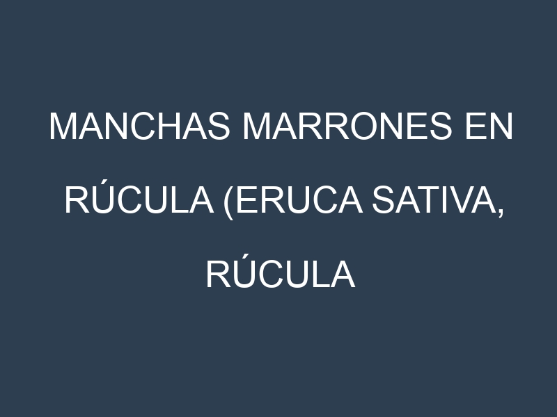 Manchas Marrones en Rúcula (Eruca sativa, Rúcula silvestre, Rúcula italiana). Hojas con manchas marrones en Rúcula (Eruca sativa, Rúcula silvestre, Rúcula italiana).