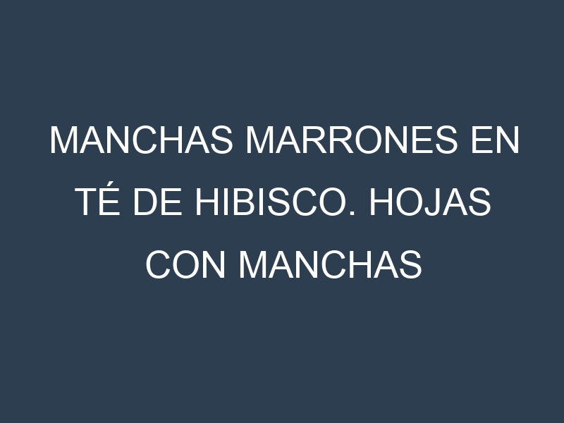 Manchas Marrones en Té de hibisco. Hojas con manchas marrones en Té de hibisco.