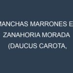 Manchas Marrones en Zanahoria morada (Daucus carota, Zanahoria morada común, Zanahoria morada de Nante). Hojas con manchas marrones en Zanahoria morada (Daucus carota, Zanahoria morada común, Zanahoria morada de Nante).