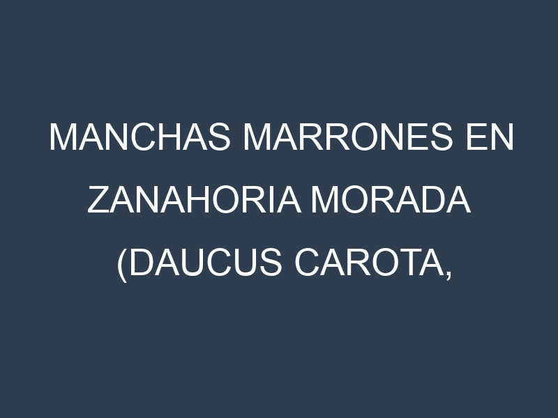 Manchas Marrones en Zanahoria morada (Daucus carota, Zanahoria morada común, Zanahoria morada de Nante). Hojas con manchas marrones en Zanahoria morada (Daucus carota, Zanahoria morada común, Zanahoria morada de Nante).