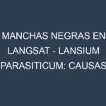 Manchas Negras en Langsat – Lansium parasiticum: Causas, Efectos y Manejo