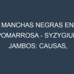 Manchas Negras en Pomarrosa – Syzygium jambos: Causas, Efectos y Manejo