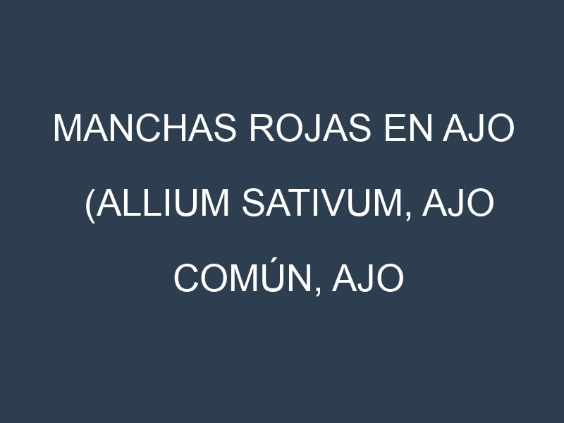 Manchas rojas en Ajo (Allium sativum, Ajo común, Ajo morado). Hojas con manchas rojas en Ajo (Allium sativum, Ajo común, Ajo morado).
