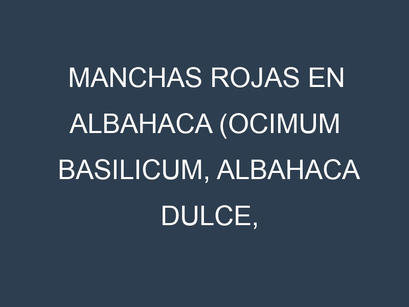 Manchas rojas en Albahaca (Ocimum basilicum, Albahaca dulce, Albahaca morada). Hojas con manchas rojas en Albahaca (Ocimum basilicum, Albahaca dulce, Albahaca morada).