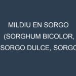 Mildiu en Sorgo (Sorghum bicolor, Sorgo dulce, Sorgo forrajero): Causas, Síntomas y Estrategias de Control en Cultivos