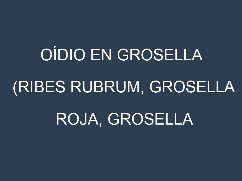 Oídio en Grosella (Ribes rubrum, Grosella roja, Grosella negra): síntomas, ciclo de vida y estrategias de control